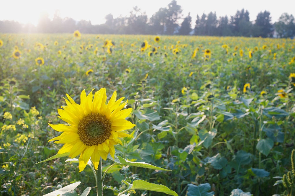 Een veld met zonnebloemen in de avondzon